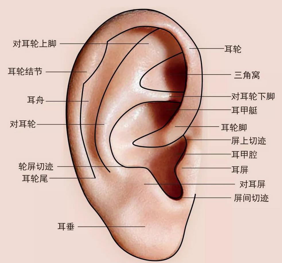 结合耳廓揉按法、耳穴刺激法、耳灸法三大技法